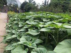 -南山植物园
