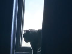-猫大福·Fortune Cat猫舍(百子湾店)