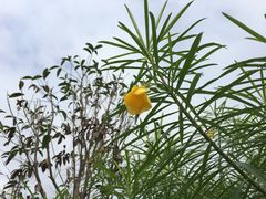 -森波拉火山温泉