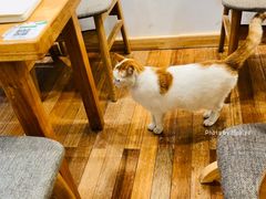 -猫的天空之城概念书店(苏州平江店)
