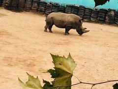 -西霞口神雕山野生动物世界