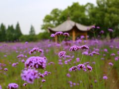 -杭州城北体育公园