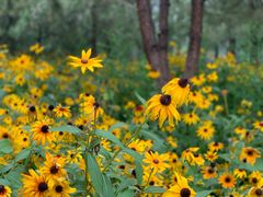 -大兴滨河森林公园