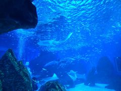 -海合安成都极地海洋公园