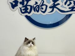 -喵的天空名猫咖啡馆·撸猫·猫舍·用品