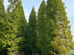 -黄海国家森林公园