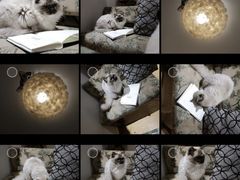 -万小咖.猫咖(中山路天虹店)