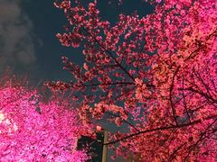 -西北湖绿化广场