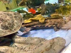 -旺顺阁海鲜广场(亚运村店)