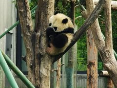 -卧龙中华大熊猫苑神树坪基地