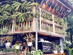 -Rainforest