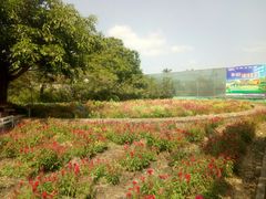 -广东花都香草世界旅游度假区