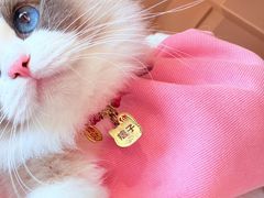 -唐小姐の私宠·宠物洗护美容·撸猫馆·购宠(周浦万达旗舰店)