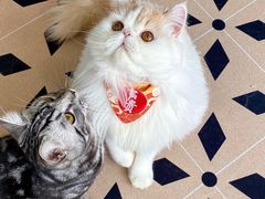 -佳雯宠物医院(四明中路分院)