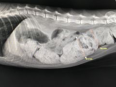 -达爱动物医院·犬猫分区·CT·复杂眼科(远洋山水分院)