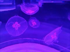 -海合安武汉极地海洋公园