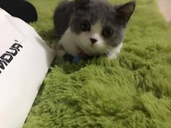 -瑞派福兴宠物医院犬猫全科·骨科·中西医结合(河东店)