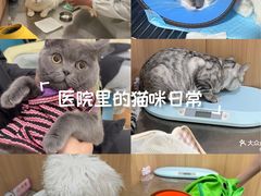 -米苏动物医院·犬猫专科·骨科外科内窥镜
