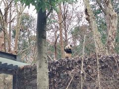 -都江堰中华大熊猫苑