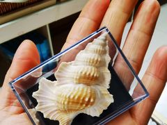 -青岛贝壳博物馆