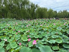 -莲花池公园