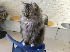 -平行世界·猫咖(首经贸店)