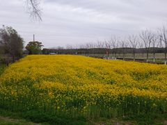 -嘉北郊野公园