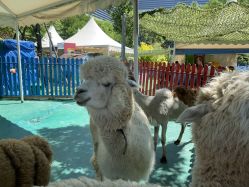 -萌宠亲子动物乐园(槐房万达店)