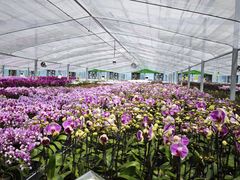 -上海鲜花港