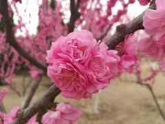 -永定河休闲森林公园
