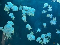 -Zoolung Zoolung动物主题公园(海信广场店)