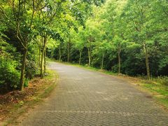 -上海海湾国家森林公园