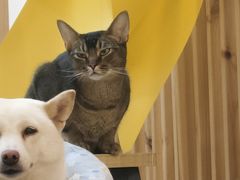 -柴迷FANS CLUB·柴犬狗咖·猫咖