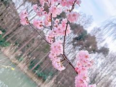 -顾村公园