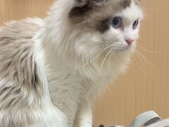 -瑞派康怡24h宠物医院·犬猫医疗中心·微创绝育(瑞景分院)
