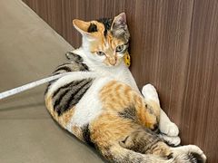 -Again Coffee Roaster(香蜜湖店)