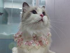 -爱洗澡的猫(望京店)