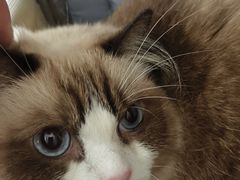 -创凡宠物医院·骨专科  猫科中心(西乡分院)