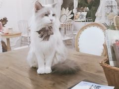 -共舞时光猫咖·狗咖(新街口店)