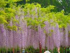 -嘉定紫藤园