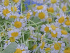 -循礼门鲜花花市(武汉循礼门店)