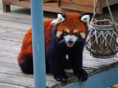 -西霞口神雕山野生动物世界