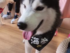 -Husky Go! 哈士奇体验馆·宠物咖啡厅狗咖