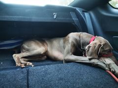 -汪说喵讲宠物乐园宠物酒店(红星美凯龙店)