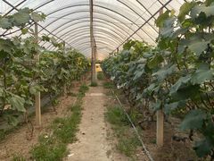 -马陆小张葡萄园农家乐