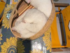 -平行世界·猫咖(首经贸店)