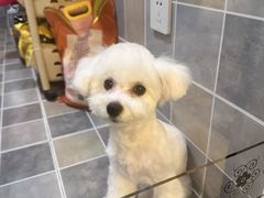 -久久宠物(河东万达店)