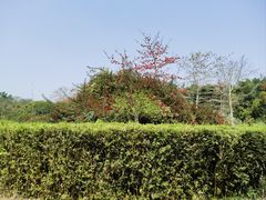 -中国科学院西双版纳热带植物园
