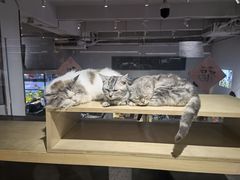 -more than meow吴止猫主题餐厅(承德 中船汇店)