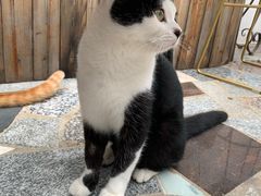 -喵屿·大理花园猫咖